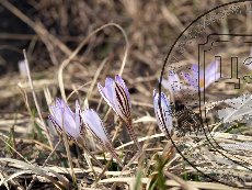 Шафран сетчатый 001